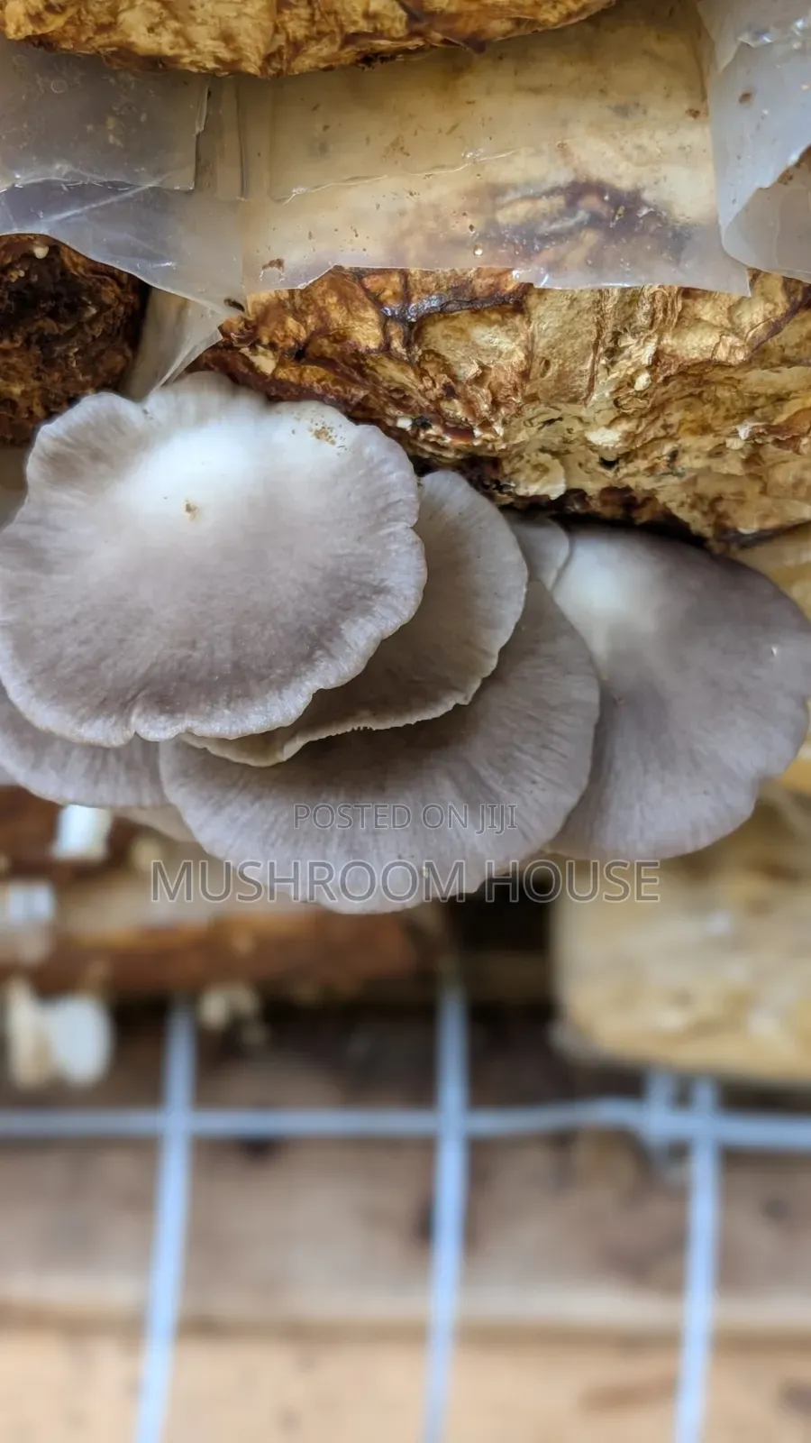 Organic Oyster Mushrooms For Sale ( Both Fresh And Dried)