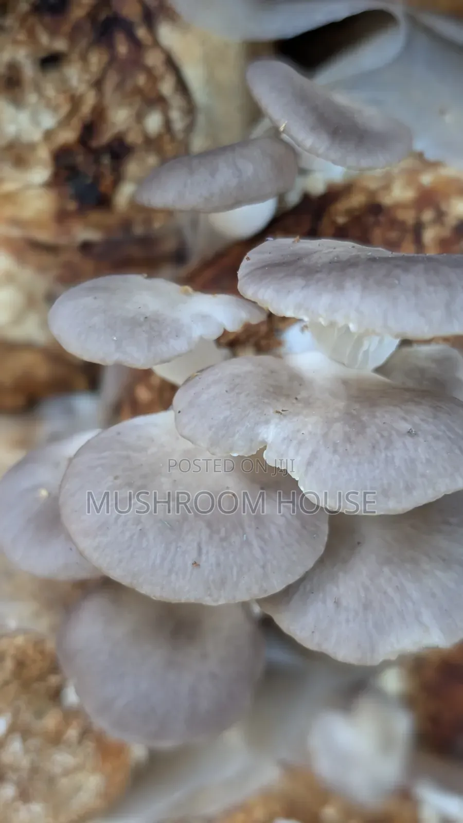 Organic Oyster Mushrooms For Sale ( Both Fresh And Dried)