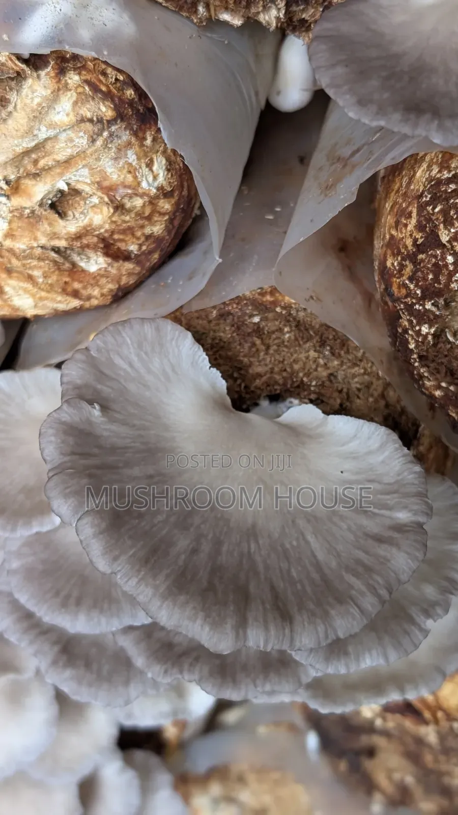 Organic Oyster Mushrooms For Sale ( Both Fresh And Dried)