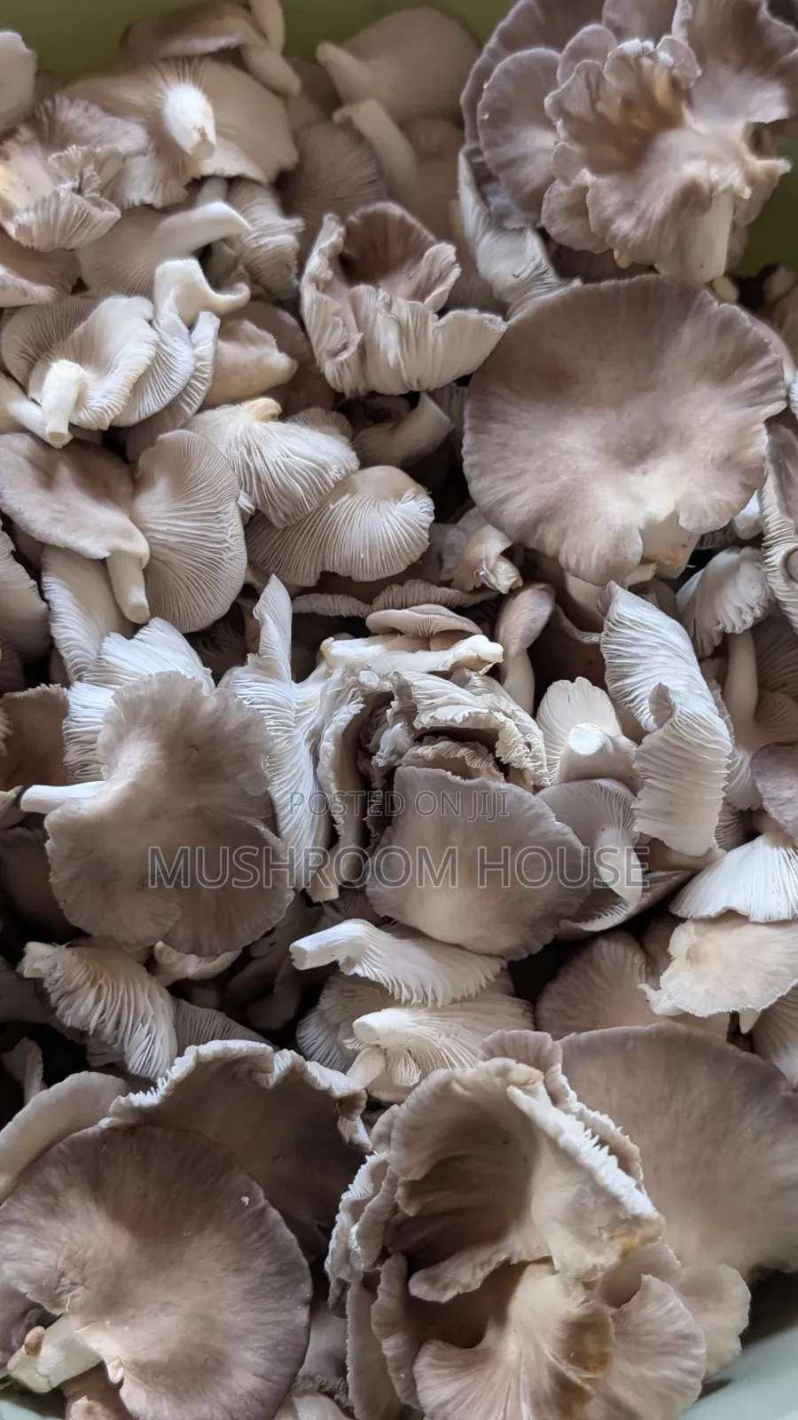 Organic Oyster Mushrooms For Sale ( Both Fresh And Dried)
