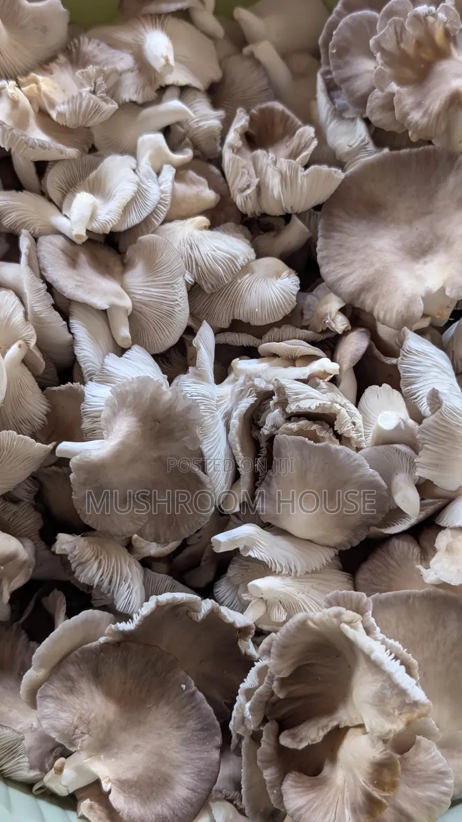 Organic Oyster Mushrooms For Sale ( Both Fresh And Dried)