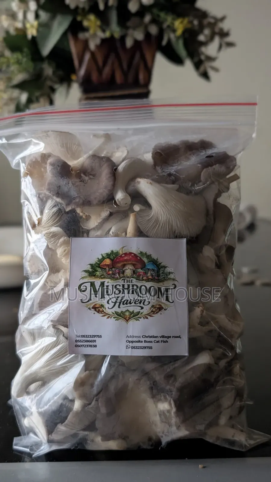 Organic Oyster Mushrooms For Sale ( Both Fresh And Dried)
