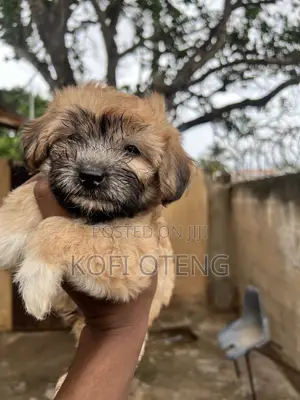 1-3 months Female Purebred Poodle