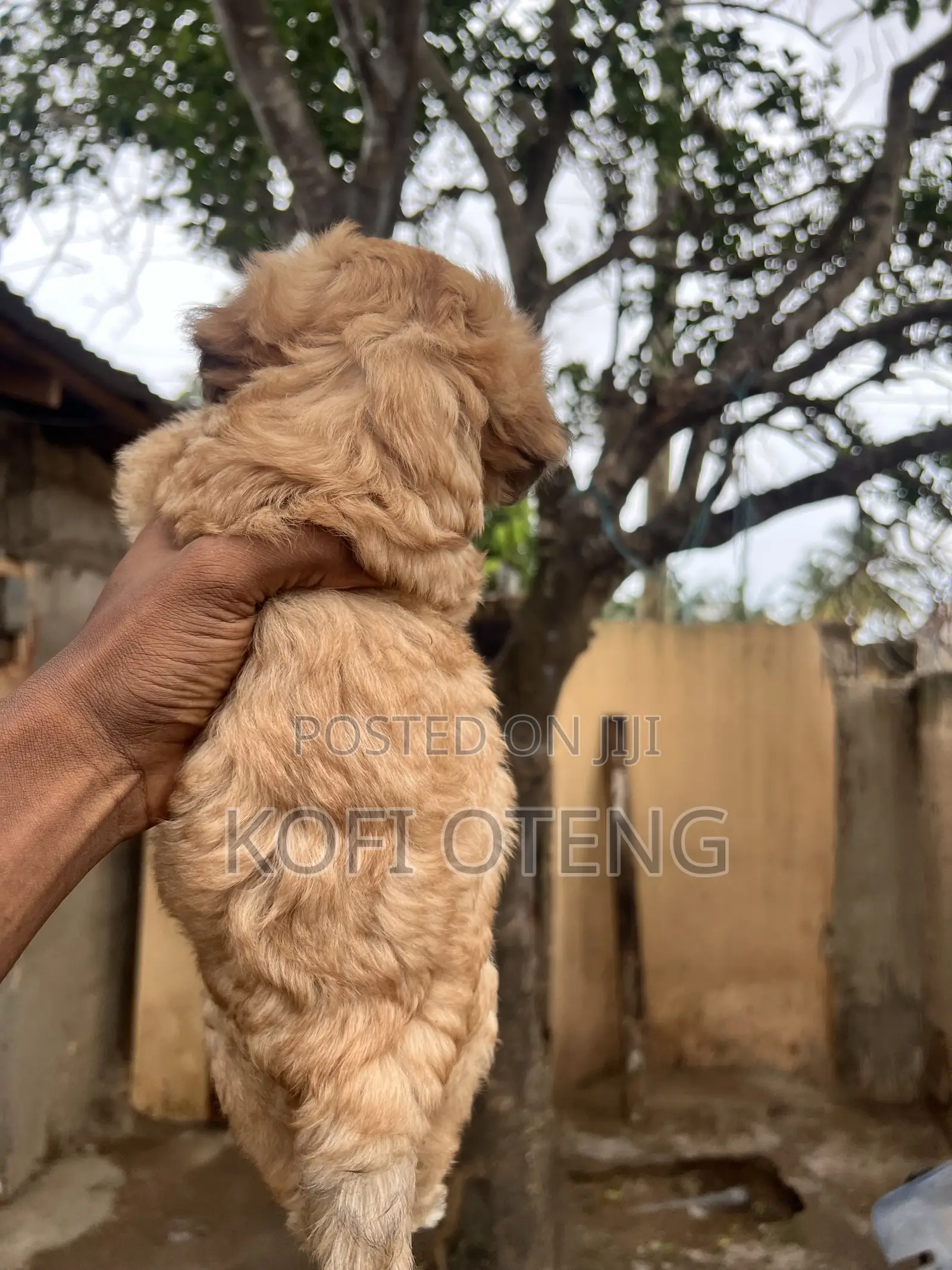 1-3 months Female Purebred Poodle