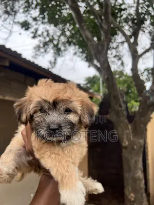 1-3 months Female Purebred Poodle