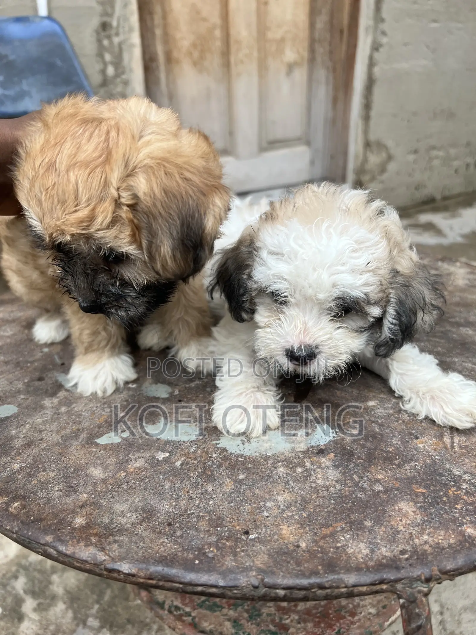 1-3 months Female Purebred Poodle