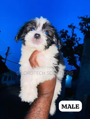 1-3 months Male Purebred Poodle