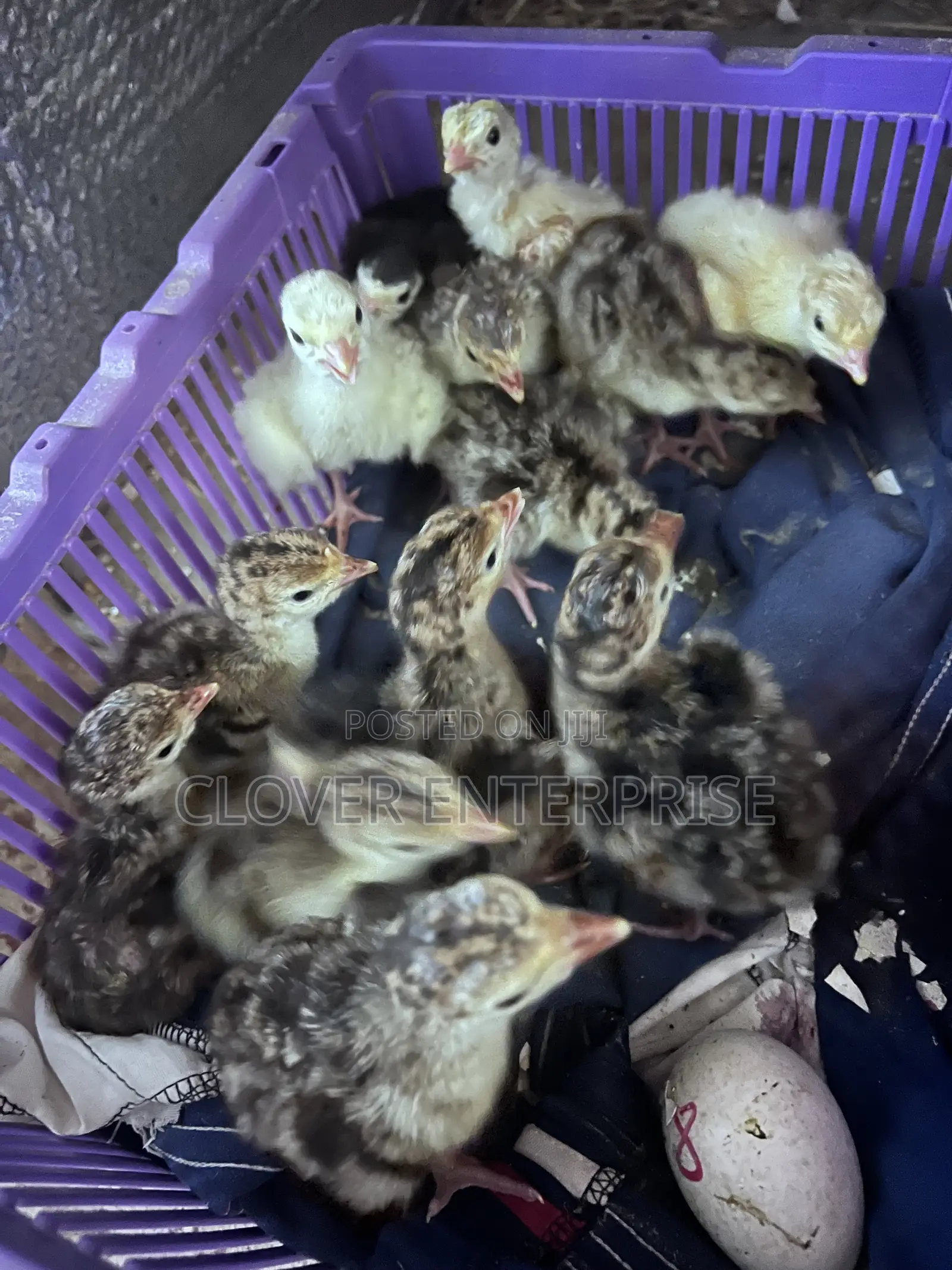 Dayold Turkeys (Poult)