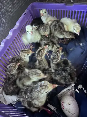 Dayold Turkeys (Poult)