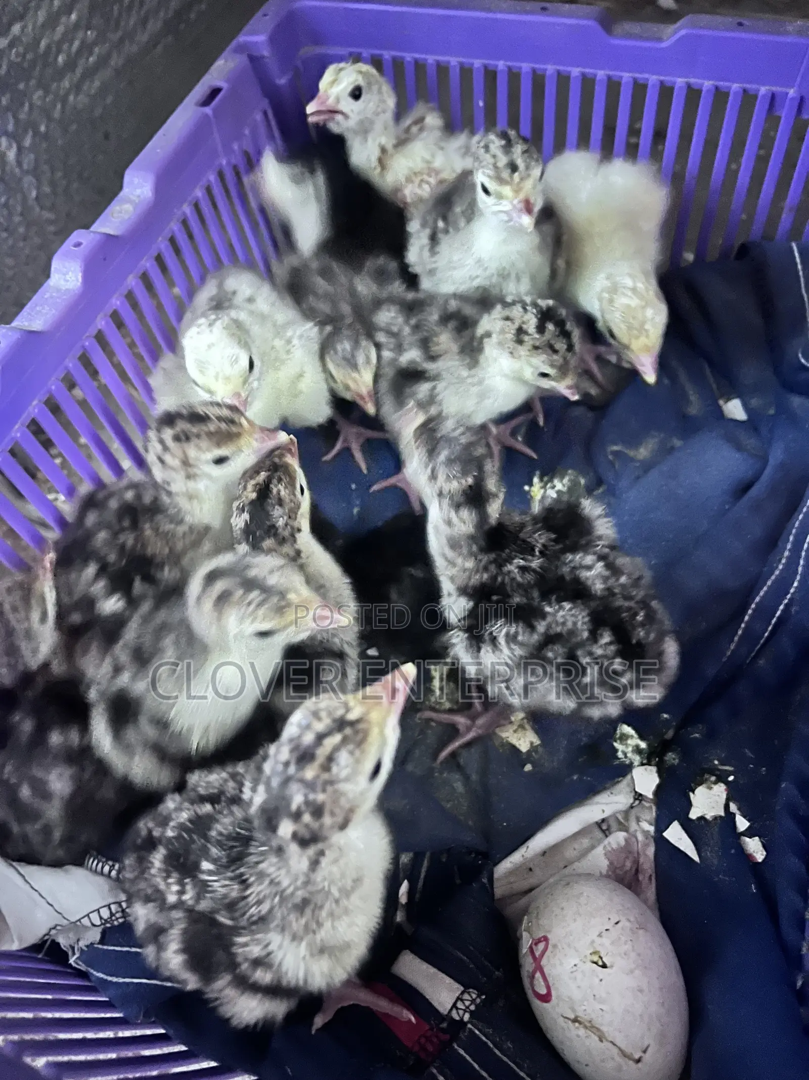 Dayold Turkeys (Poult)
