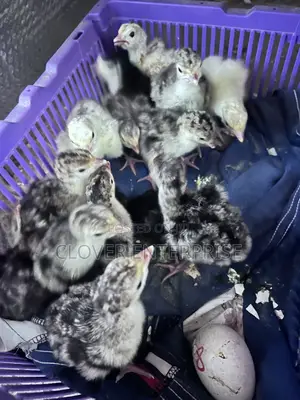Dayold Turkeys (Poult)