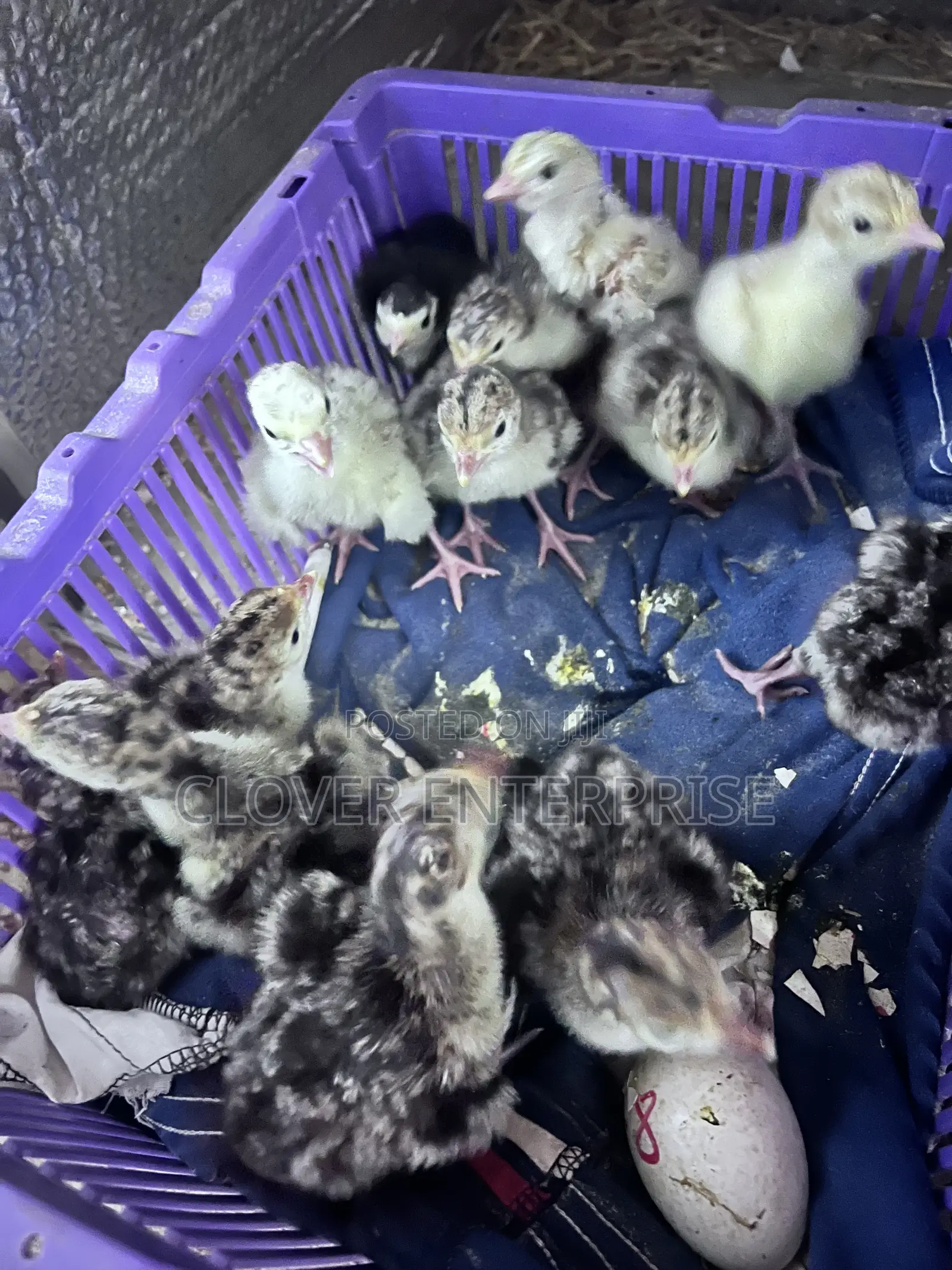 Dayold Turkeys (Poult)