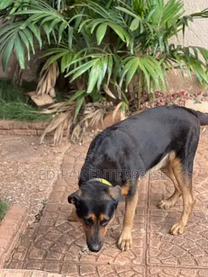 1+ year Male Purebred German Shepherd