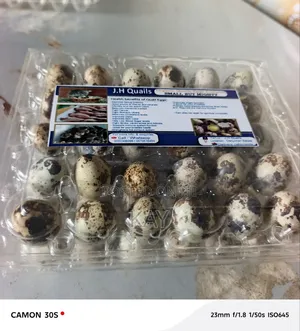 Qail Eggs(Fertile)
