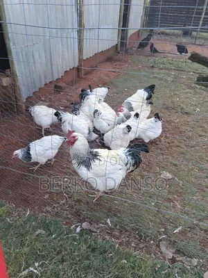 Light Sussex Fertile Eggs