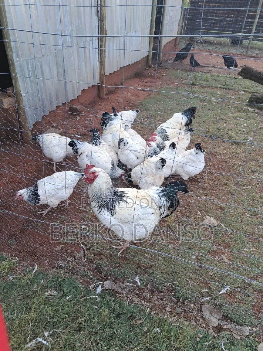 Light Sussex Fertile Eggs