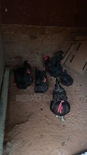 Black Australorp Fertile Eggs