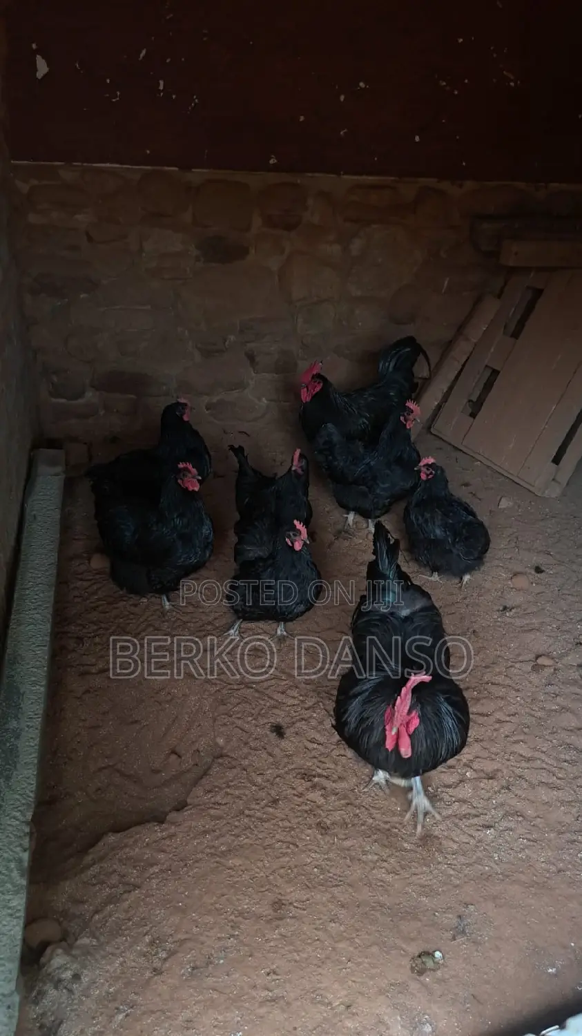 Black Australorp Fertile Eggs
