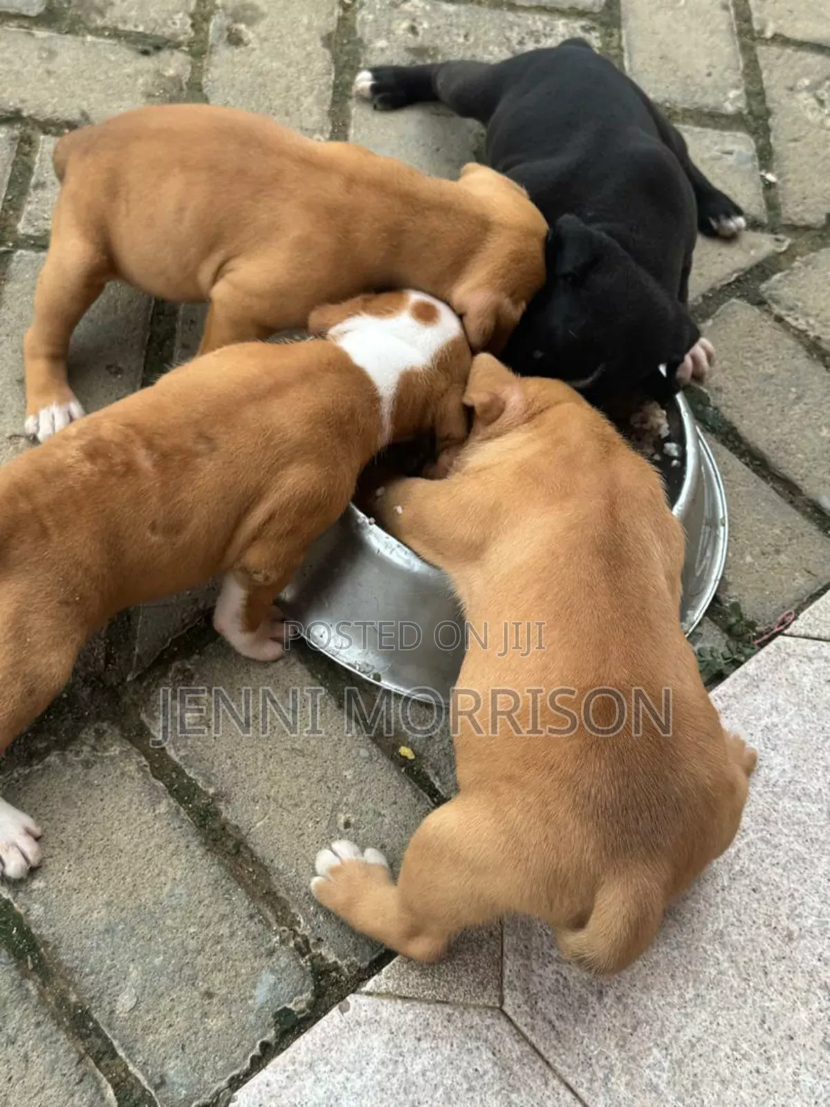 0-1 month Male Purebred American Pit Bull Terrier