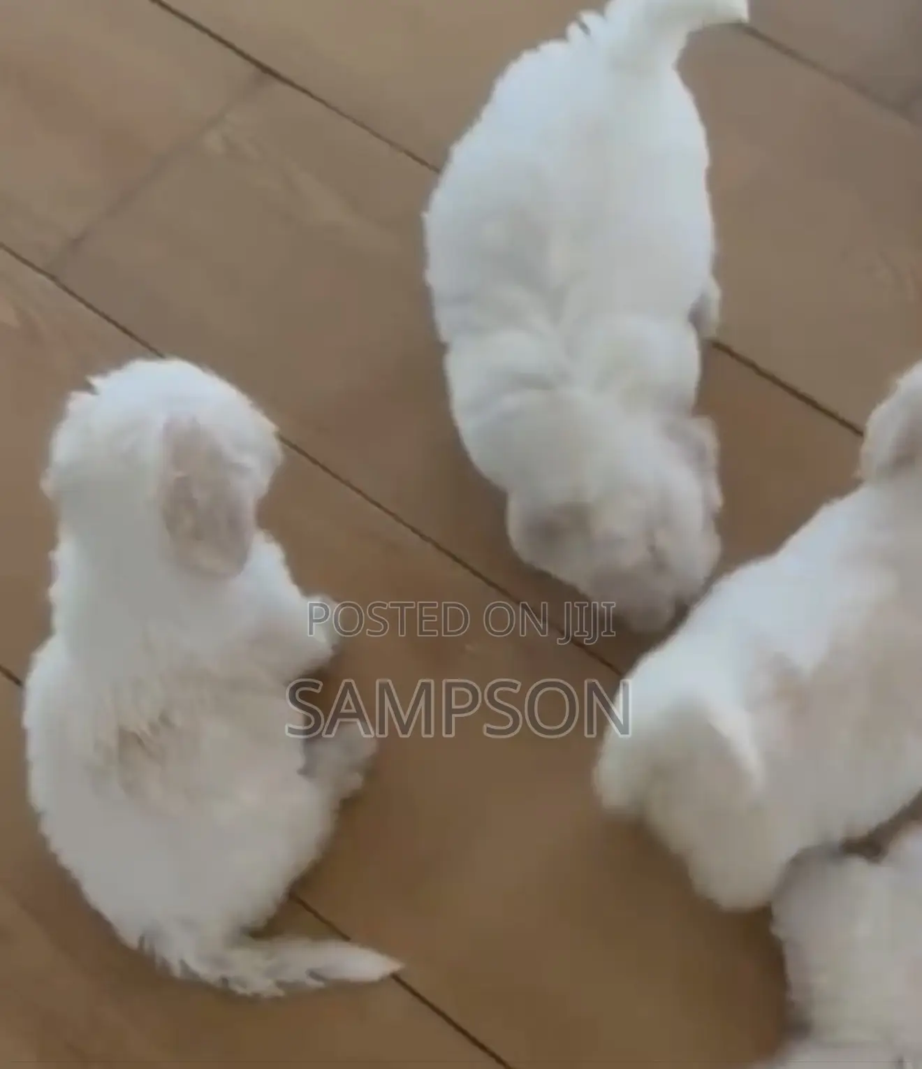 1-3 months Male Mixed Breed Shih Tzu