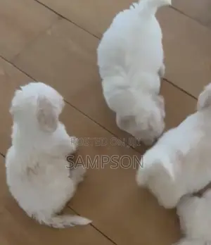 1-3 months Male Mixed Breed Shih Tzu