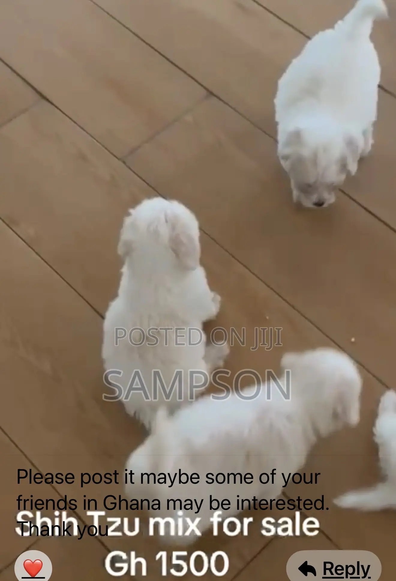 1-3 months Male Mixed Breed Shih Tzu