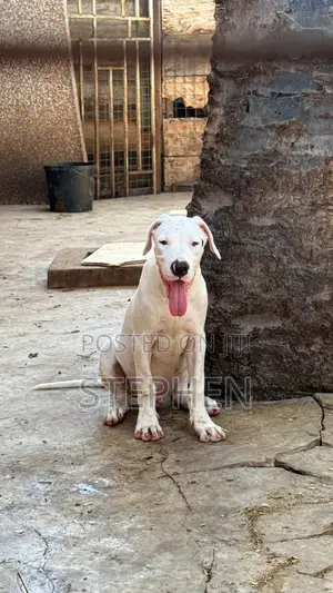 1-3 months Male Purebred Dogo Argentino