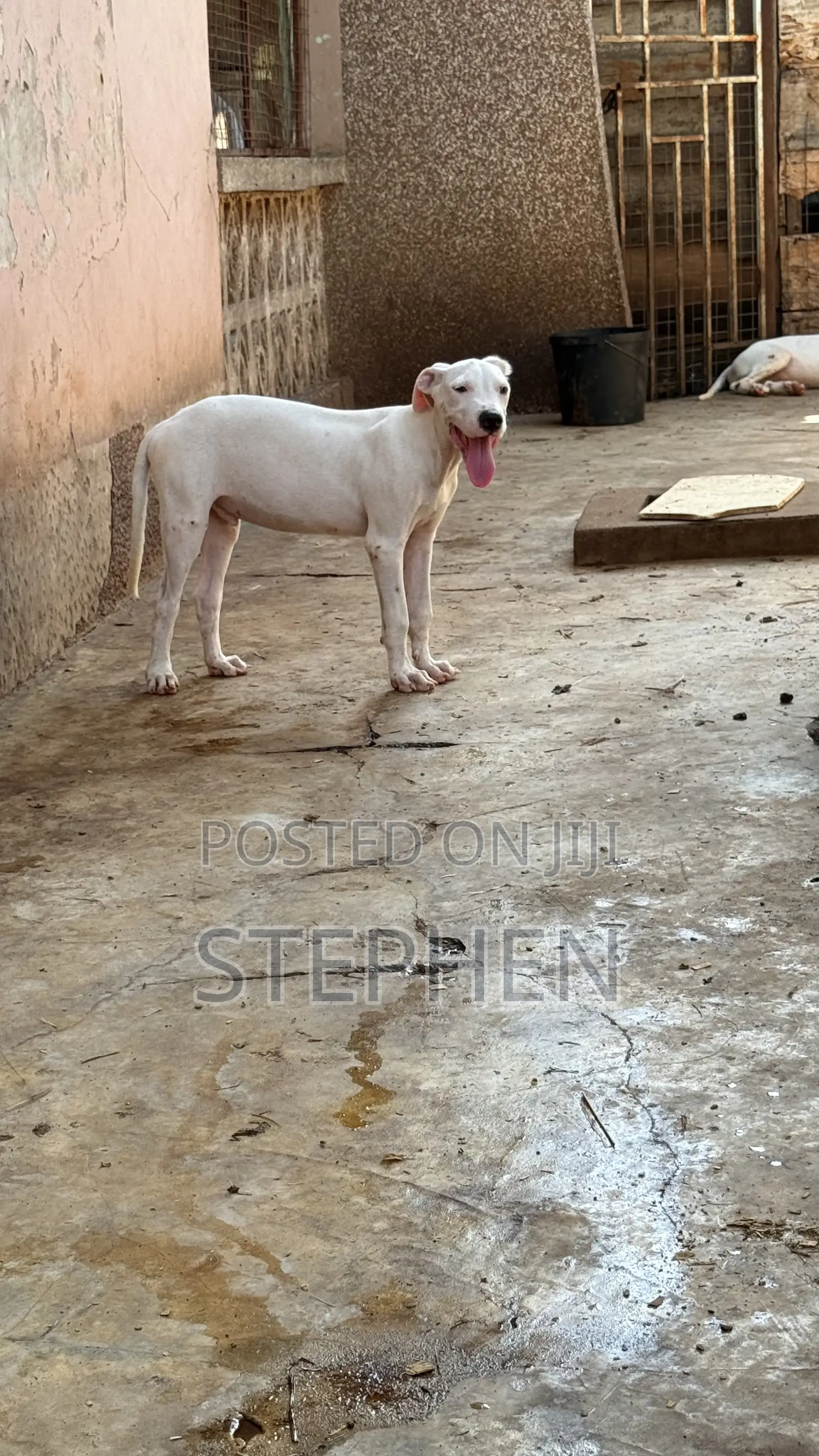 1-3 months Male Purebred Dogo Argentino
