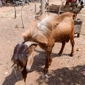 Goat Is for Sale