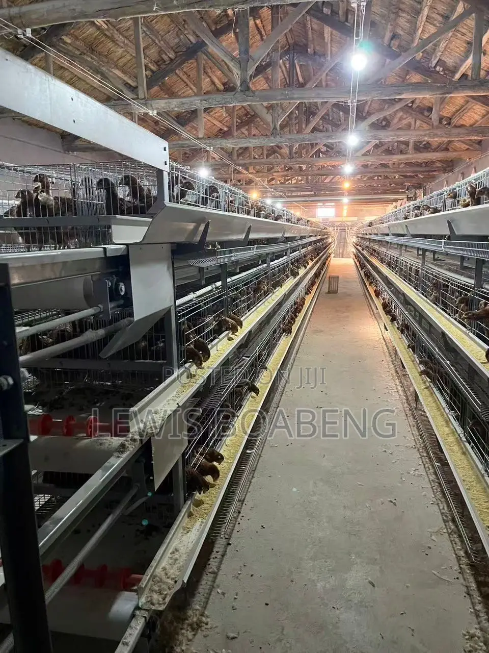 Battery Cages
