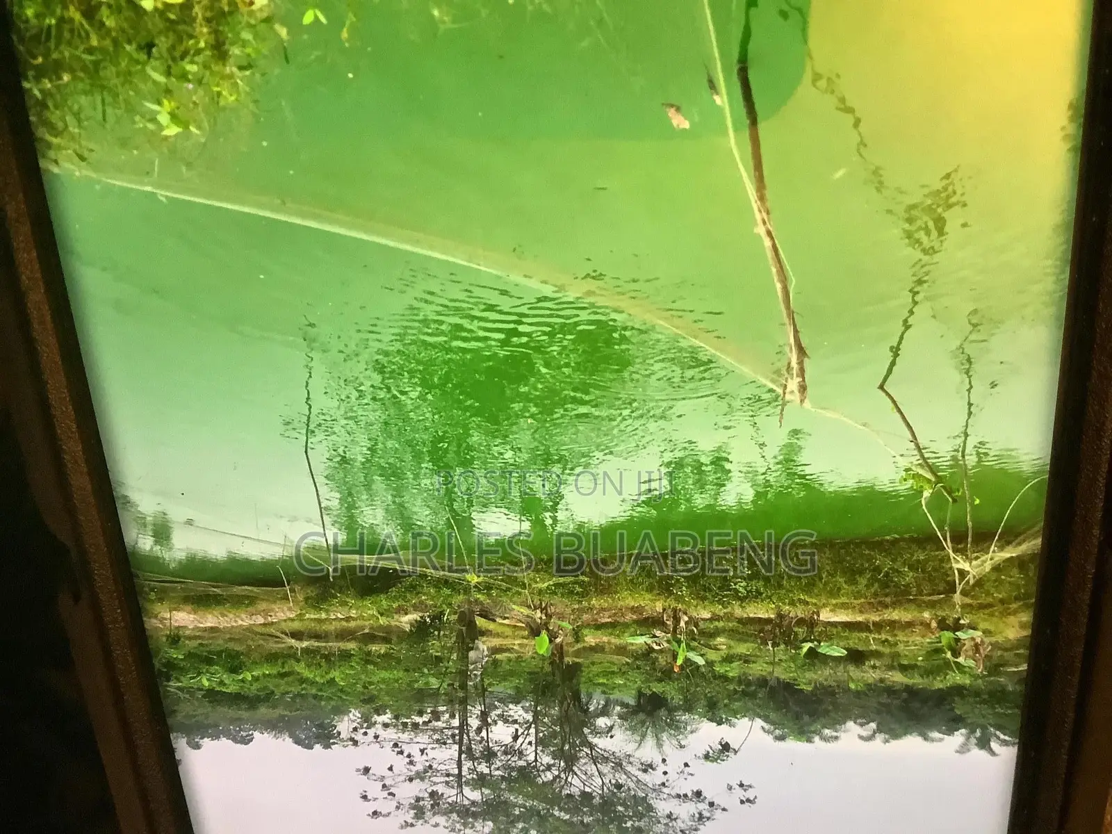 Commercial Fish Pond