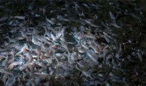 Fast Growing Catfish Fingerlings of All Types