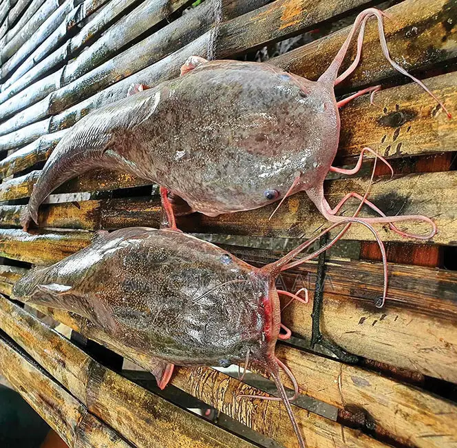 Fast Growing Catfish Fingerlings of All Types