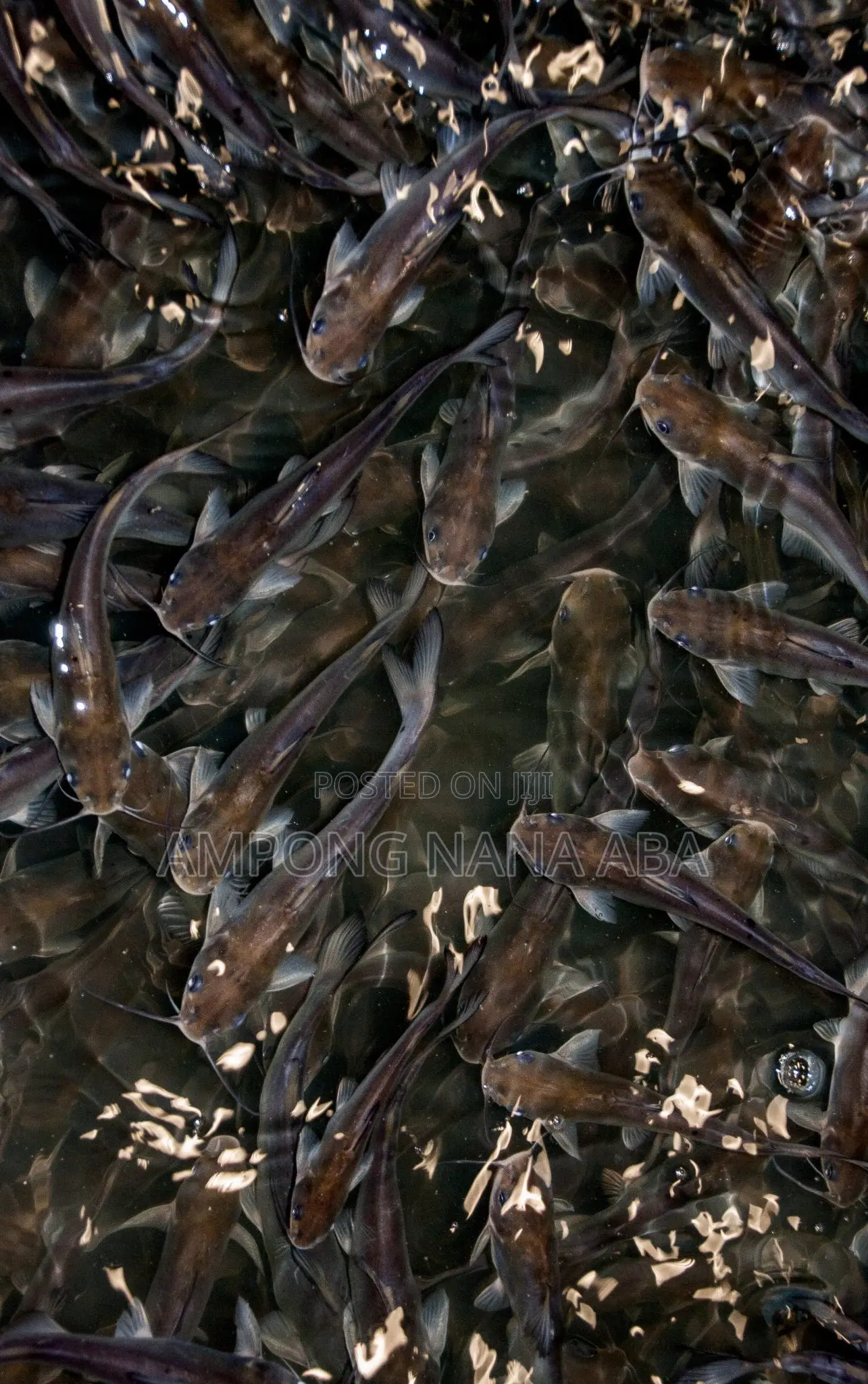 Fast Growing Catfish Fingerlings of All Types