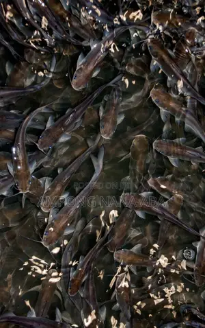 Fast Growing Catfish Fingerlings of All Types