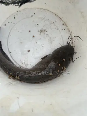 Matured Catfish for Sale