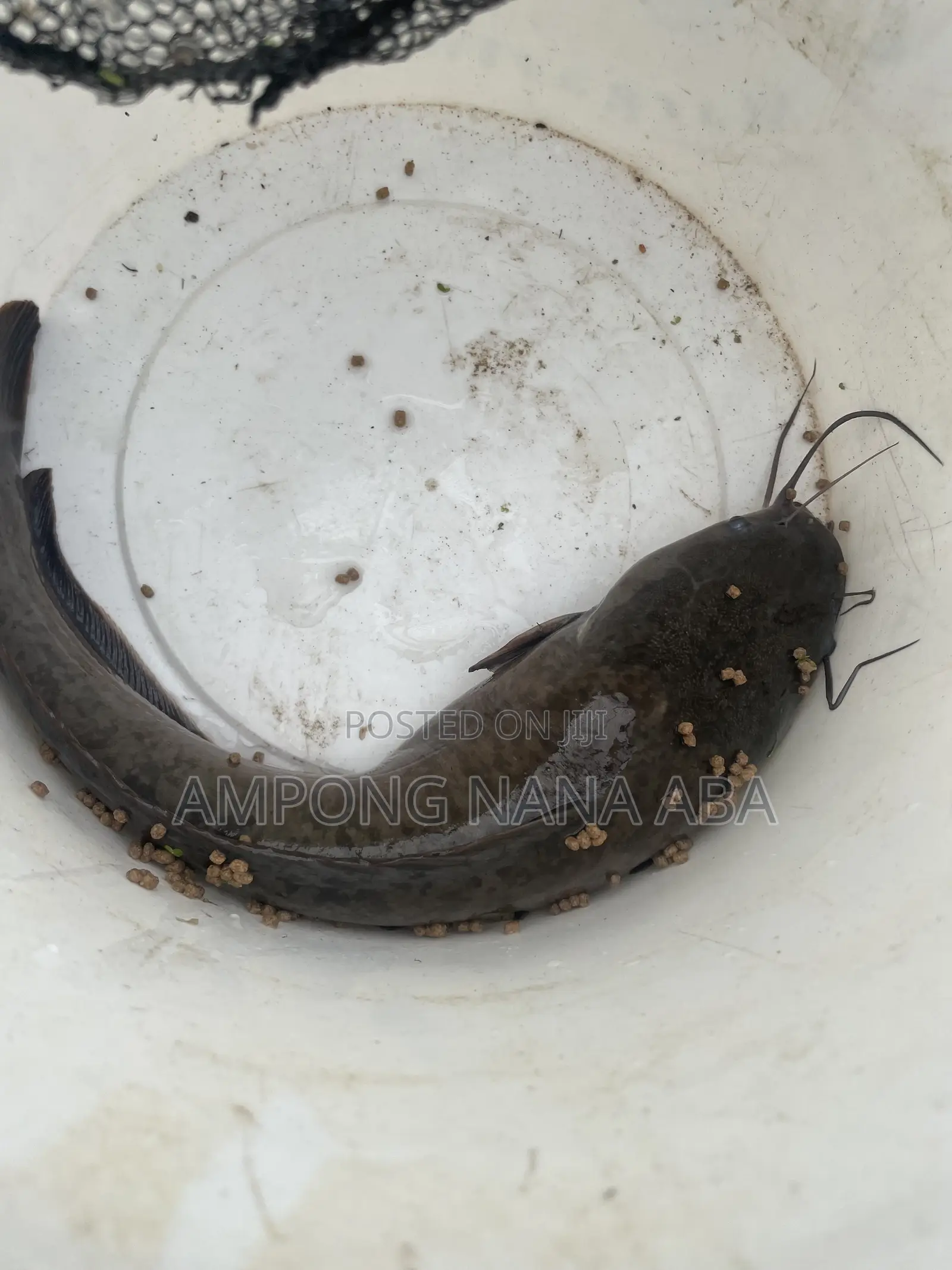 Matured Catfish for Sale