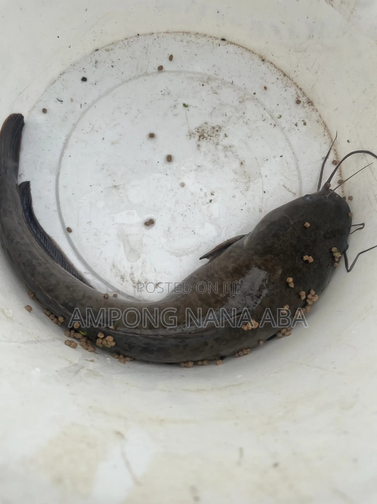 Matured Catfish for Sale