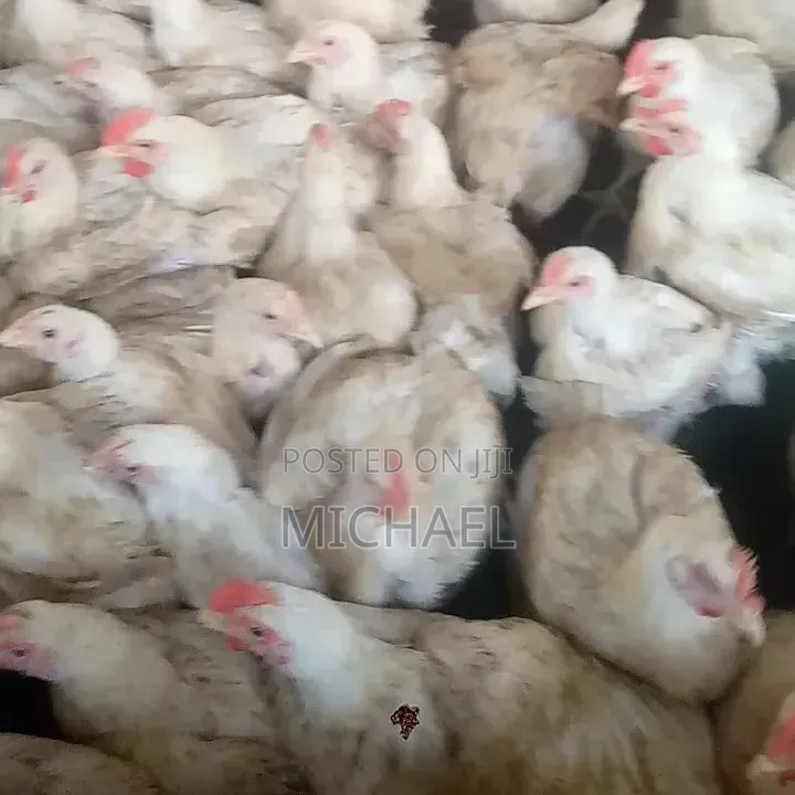 Live Broilers