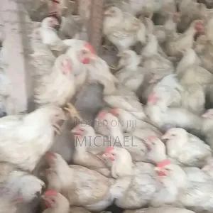 Live Broilers