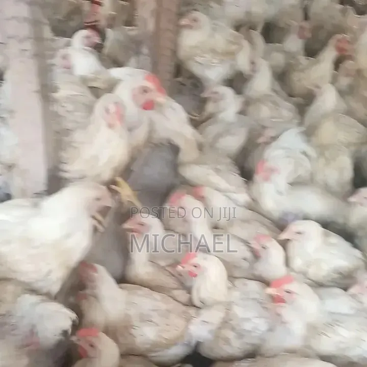 Live Broilers