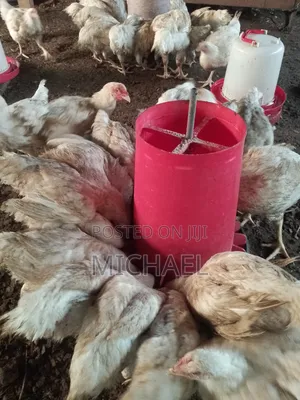 Live Broilers