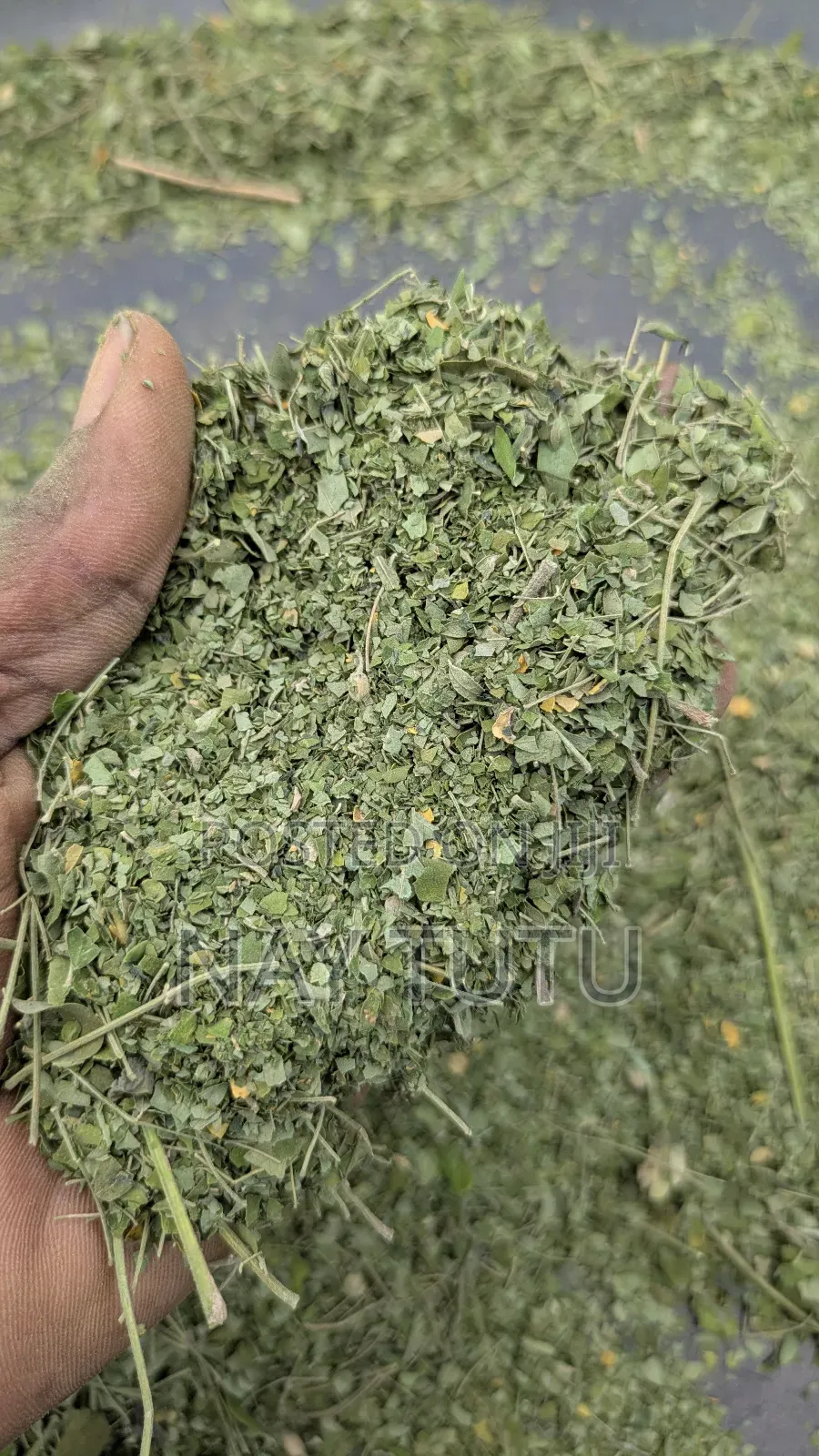 Moringa Leaves