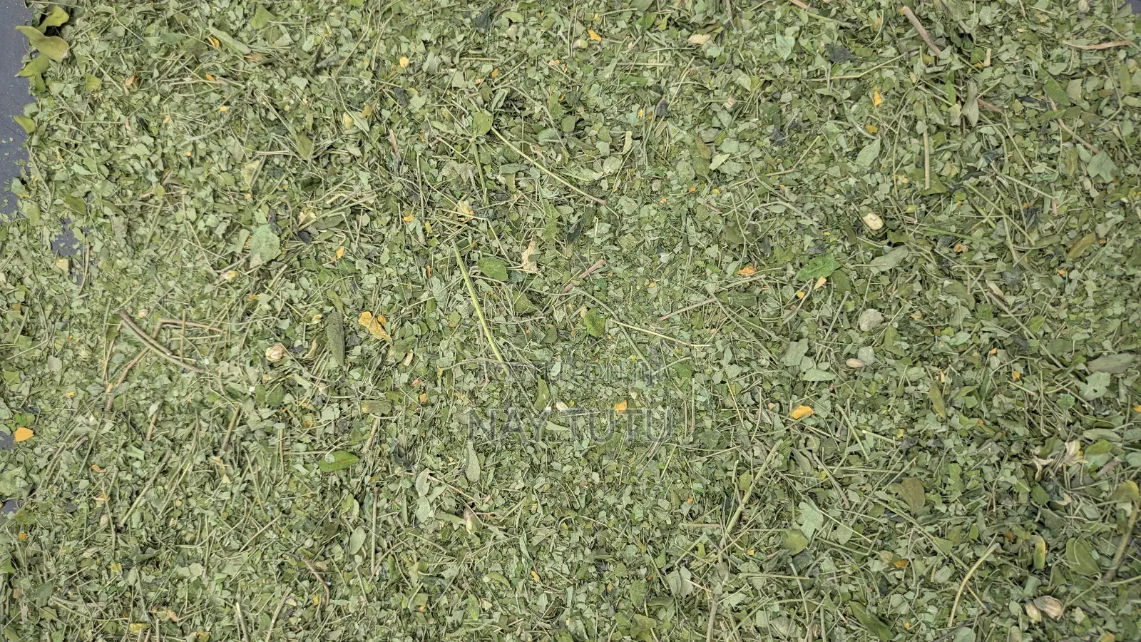 Moringa Leaves