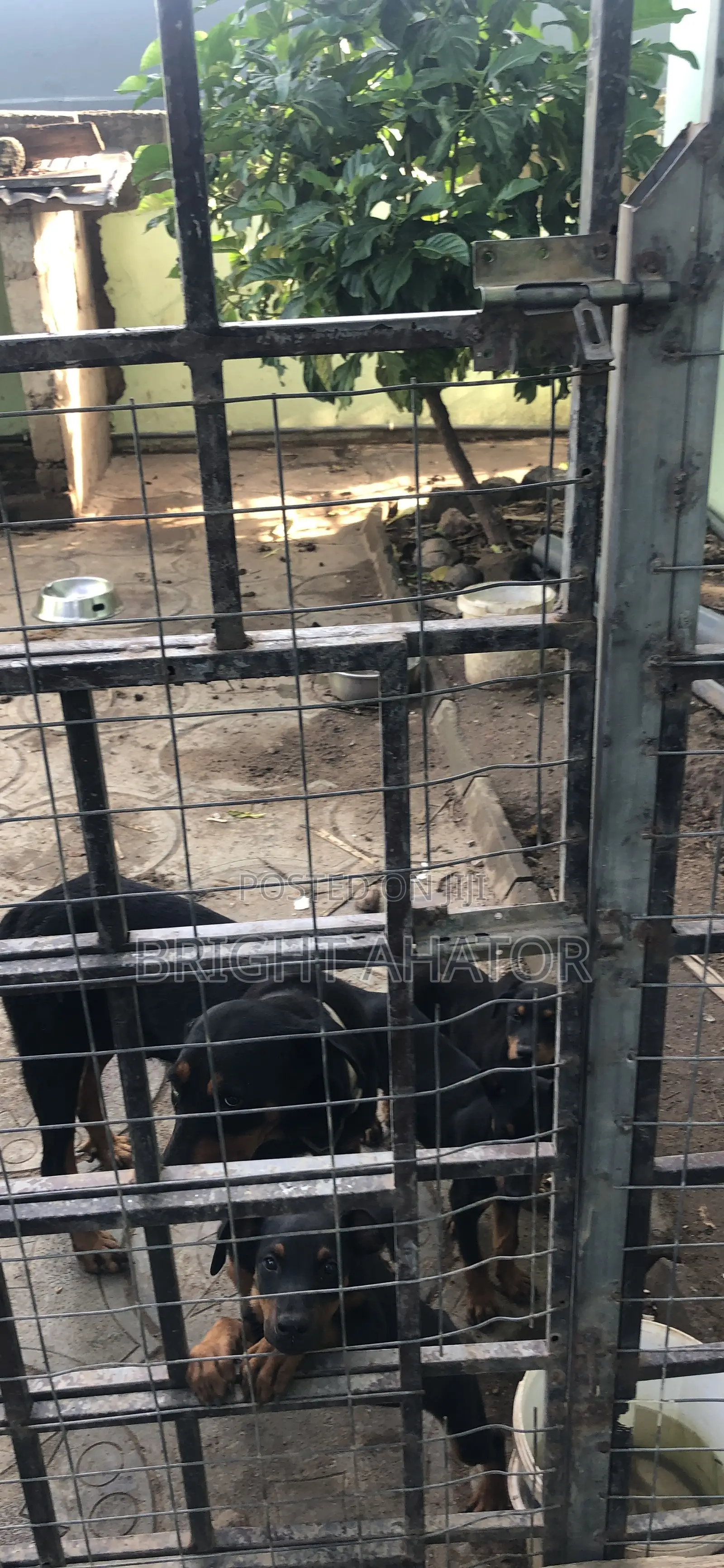 1-3 months Male Purebred Rottweiler