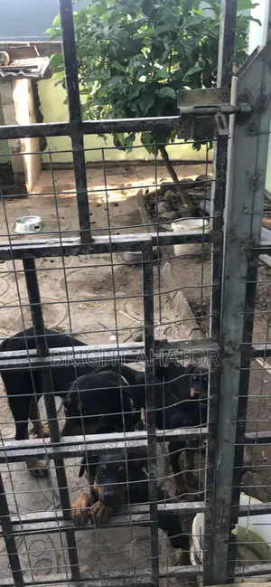 1-3 months Male Purebred Rottweiler