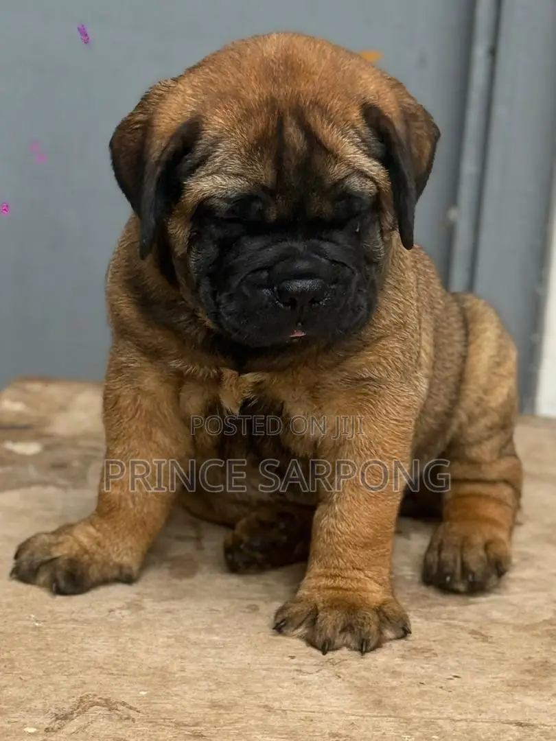 1-3 months Male Purebred Boerboel