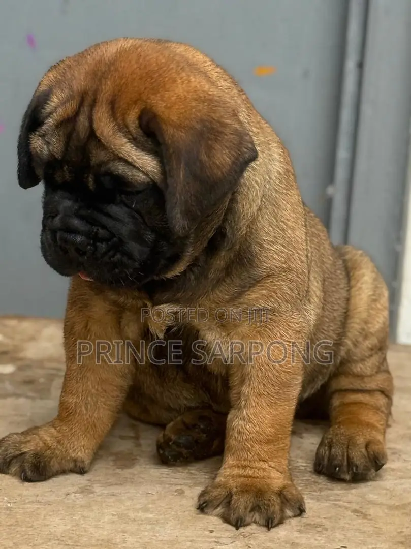 1-3 months Male Purebred Boerboel