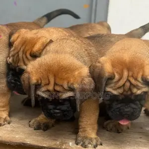 1-3 months Male Purebred Boerboel