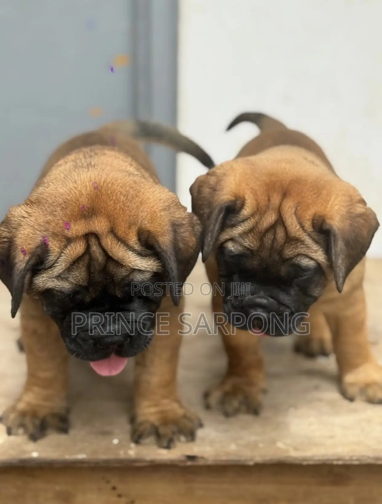 1-3 months Male Purebred Boerboel